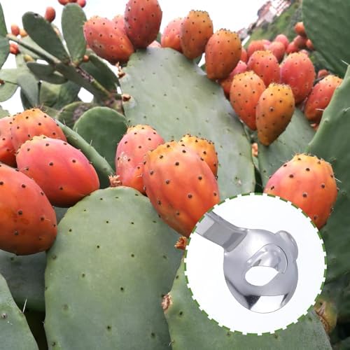 2 Pack Cactus Peeler Spoon, Stainless Steel Pelador de Nopales Multi-Function Spoon Shape Cutter with Long Handle Spoons Cactus Thorn Removal Tool for Carrot Potato Vegetables
